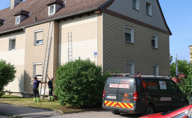 Tierhelfer stießen beim Versuch in Wels-Neustadt einen Vogel zu retten auf weitere Vogelnester