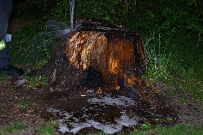 Brand eines Baumstumpfes in Wels-Vogelweide sorgt für Einsatz der Feuerwehr
