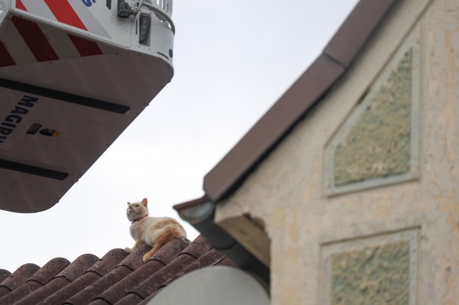 Dé­jà-vu: Katze "Chili" in Wels-Lichtenegg wieder mit Drehleiter der Feuerwehr vom Dach gerettet