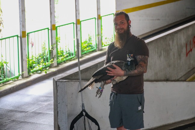 Pfau "abgeschleppt": Tier aus dem Welser Tiergarten verirrte sich in ein Parkhaus in Wels-Innenstadt