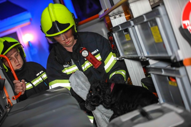 Tierrettung: Hund in Marchtrenk durch Feuerwehr aus Pool gerettet
