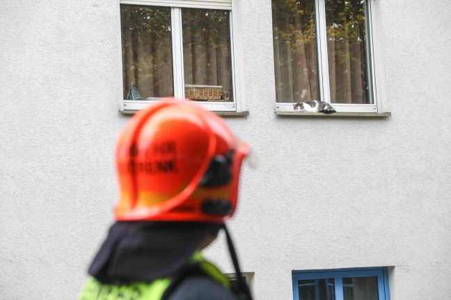 	Marchtrenk: Katze verweigerte Rettung von Fensterbank durch Einsatzkräfte der Feuerwehr