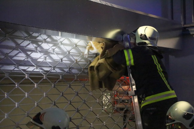 	Katze in Tiefgaragentor eingeklemmt - Feuerwehr bei Tierrettung in Wels-Vogelweide im Einsatz