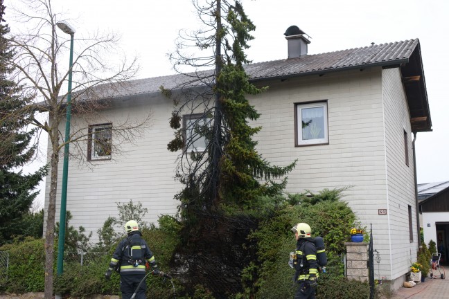 Lschangriff mit Gartenschlauch: Brand eines Baumes drohte in Wels-Vogelweide auf Haus berzugreifen