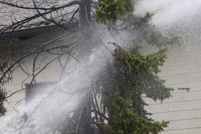 Lschangriff mit Gartenschlauch: Brand eines Baumes drohte in Wels-Vogelweide auf Haus berzugreifen