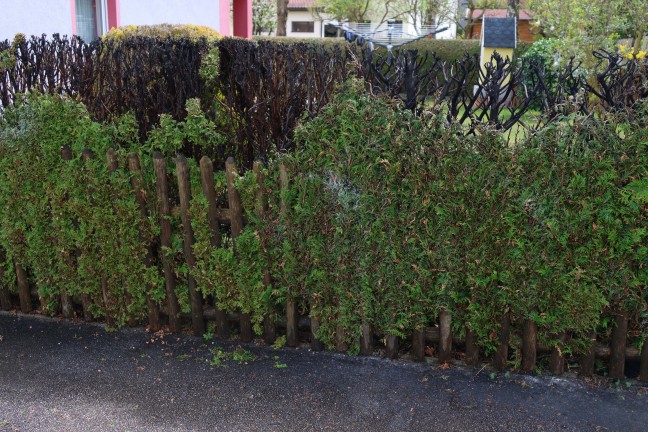 Neuerlicher Brand: Hecke begann beim Wegflmmen von Unkraut in Wels-Lichtenegg zu brennen