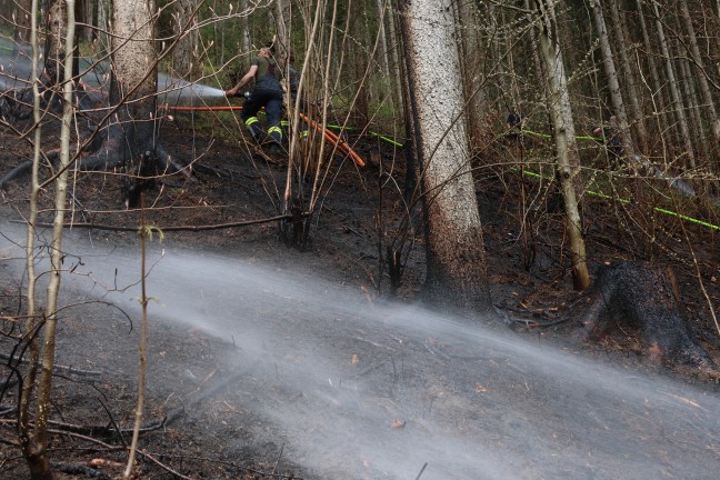 Fnf Feuerwehren bei grerem Waldbrand auf einem steilen Hang in Rosenau am Hengstpa im Einsatz
