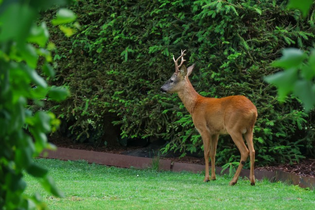 Einsatz fr die Tierhilfe: Rehbock verirrte sich in einen Garten eines Hauses in Wels-Lichtenegg