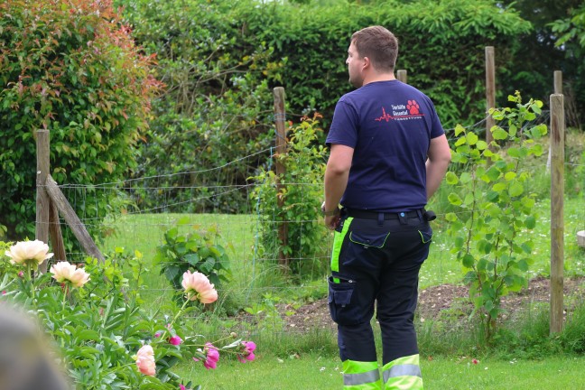 Einsatz fr die Tierhilfe: Rehbock verirrte sich in einen Garten eines Hauses in Wels-Lichtenegg