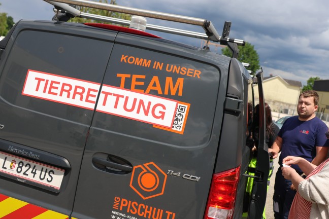 Einsatz fr die Tierhilfe: Rehbock verirrte sich in einen Garten eines Hauses in Wels-Lichtenegg