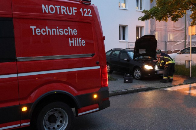 skulapnatter: Autolenker bemerkte whrend der Fahrt in Wels-Neustadt eine Schlange im Auto