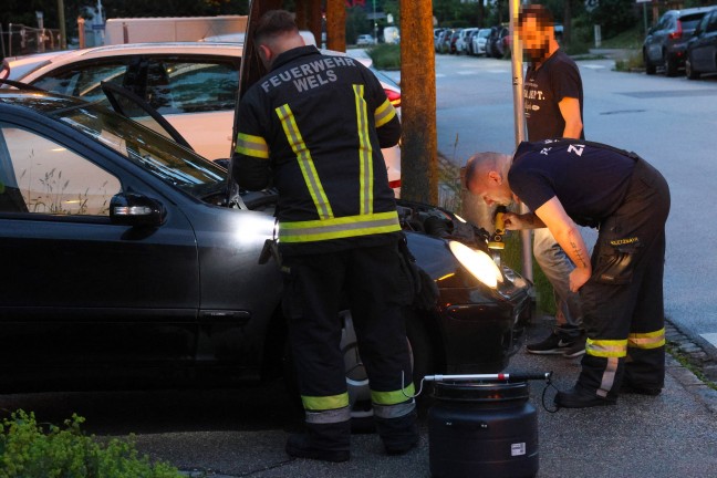 skulapnatter: Autolenker bemerkte whrend der Fahrt in Wels-Neustadt eine Schlange im Auto