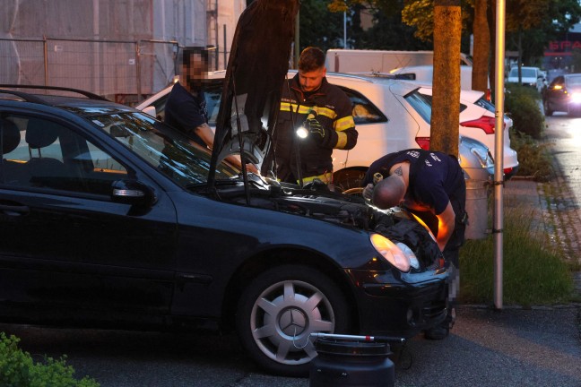 skulapnatter: Autolenker bemerkte whrend der Fahrt in Wels-Neustadt eine Schlange im Auto