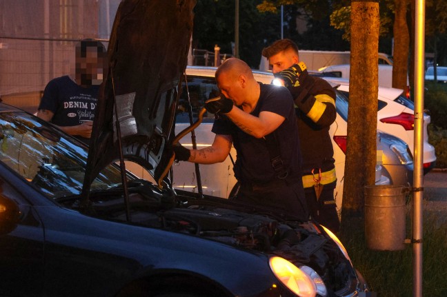 skulapnatter: Autolenker bemerkte whrend der Fahrt in Wels-Neustadt eine Schlange im Auto