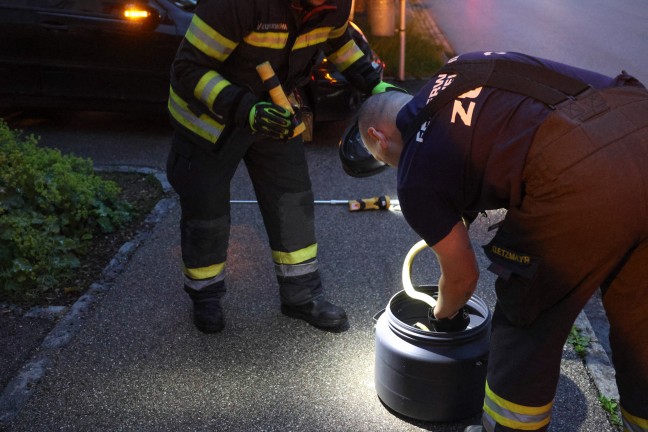 skulapnatter: Autolenker bemerkte whrend der Fahrt in Wels-Neustadt eine Schlange im Auto