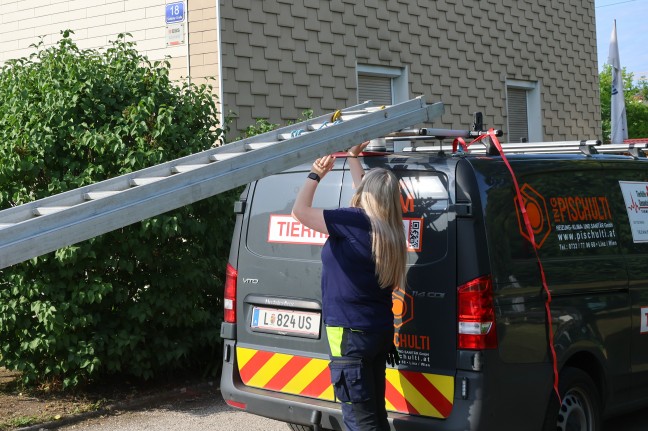 Tierhelfer stieen beim Versuch in Wels-Neustadt einen Vogel zu retten auf weitere Vogelnester