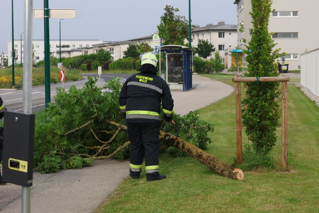 Auto nach Kreuzungscrash in Wels-Vogelweide gegen Baum gekracht