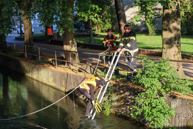 Taucheinsatz nach mglicherweise ins Wasser geworfener Tatwaffe im Mhlbach in Wels-Innenstadt