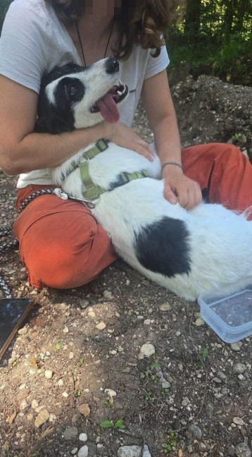 Elf Tage abgngig: Hndin "Cura" nach intensivem Sucheinsatz in Rstorf soweit wohlauf gefunden