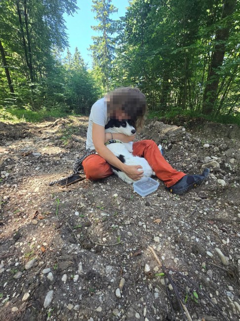 Elf Tage abgngig: Hndin "Cura" nach intensivem Sucheinsatz in Rstorf soweit wohlauf gefunden