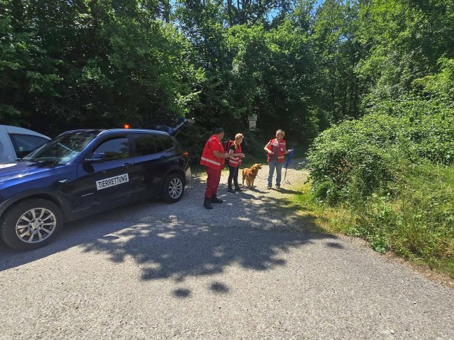Elf Tage abgngig: Hndin "Cura" nach intensivem Sucheinsatz in Rstorf soweit wohlauf gefunden