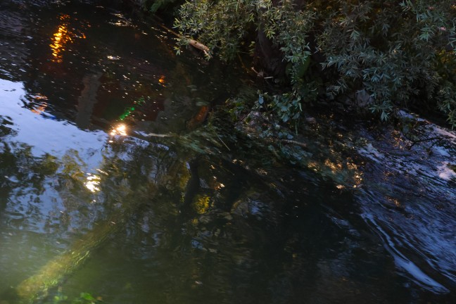 Verklausung befchtet: Querstehender Baum im Welser Mhlbach in Wels-Waidhausen sorgte fr Einsatz