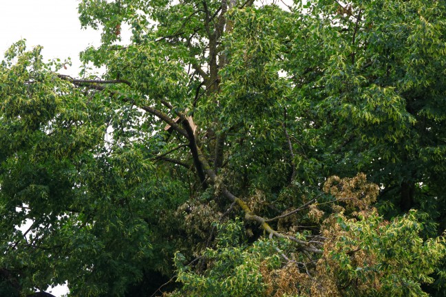 Sturmschaden: Groe ste drohten von Baum in Wels-Vogelweide auf die Strae zu strzen
