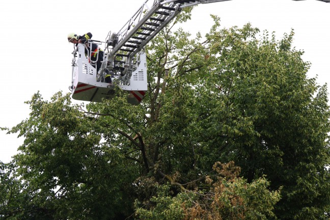 Sturmschaden: Groe ste drohten von Baum in Wels-Vogelweide auf die Strae zu strzen