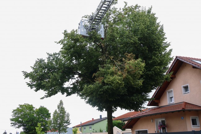 Sturmschaden: Groe ste drohten von Baum in Wels-Vogelweide auf die Strae zu strzen