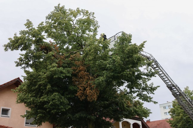 Sturmschaden: Groe ste drohten von Baum in Wels-Vogelweide auf die Strae zu strzen