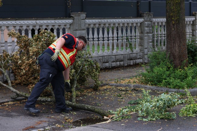Sturmschaden: Groe ste drohten von Baum in Wels-Vogelweide auf die Strae zu strzen