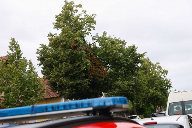 Sturmschaden: Groe ste drohten von Baum in Wels-Vogelweide auf die Strae zu strzen