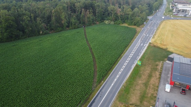 Schneise durch Maisfeld: Auto kracht nach Flucht vor Polizei in Gunskirchen gegen Bume am Waldrand