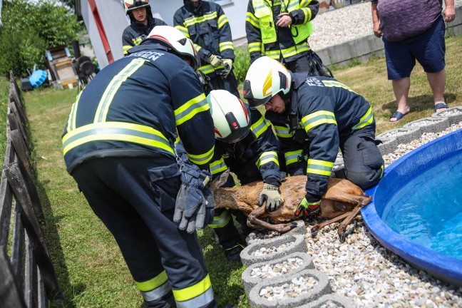 Rettung durch Feuerwehr: Rehbock suchte Abkhlung im Swimmingpool eines Hauses in Holzhausen