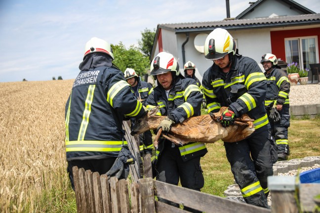 Rettung durch Feuerwehr: Rehbock suchte Abkhlung im Swimmingpool eines Hauses in Holzhausen
