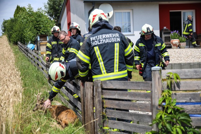 Rettung durch Feuerwehr: Rehbock suchte Abkhlung im Swimmingpool eines Hauses in Holzhausen