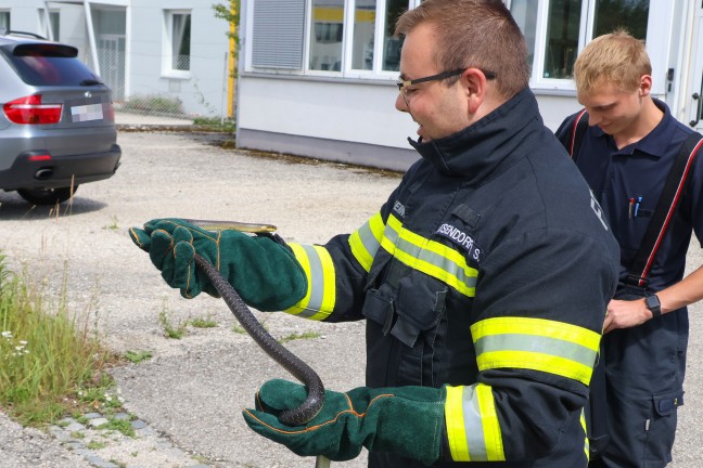 skulapnatter aus WC-Bereich einer Firma in Wels-Schafwiesen auf noch stilleres rtchen umgesiedelt