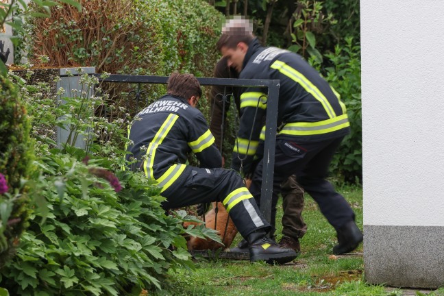 Tierrettung: Feuerwehr und Jger befreien eingeklemmten Rehbock aus Gartentor in Thalheim bei Wels