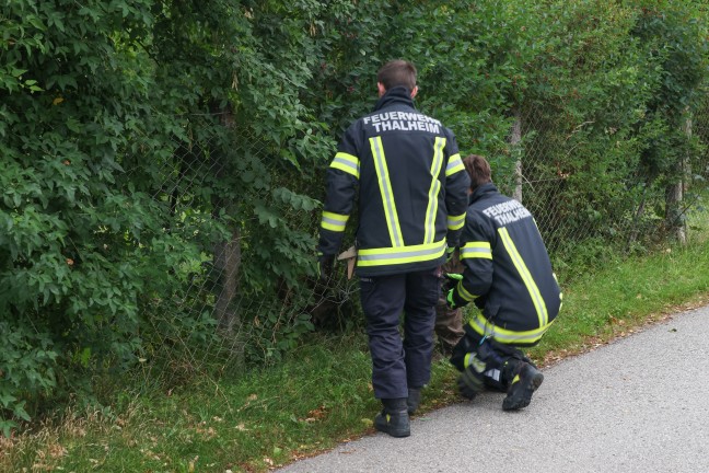 Tierrettung: Feuerwehr und Jger befreien eingeklemmten Rehbock aus Gartentor in Thalheim bei Wels