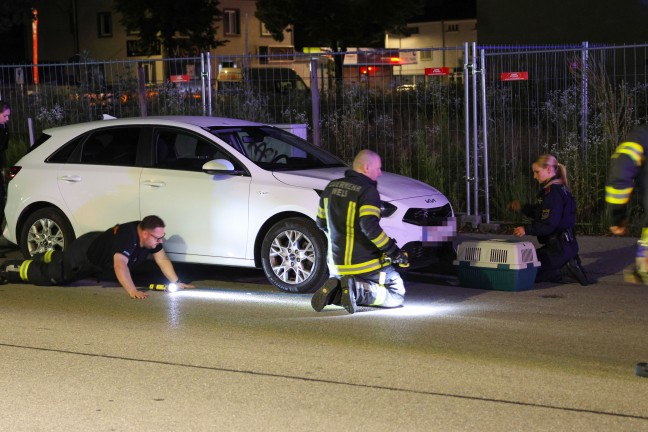 Ktzchen narrte Einsatzkrfte: Samtpfote versteckte sich im Motorraum von gleich drei Fahrzeugen