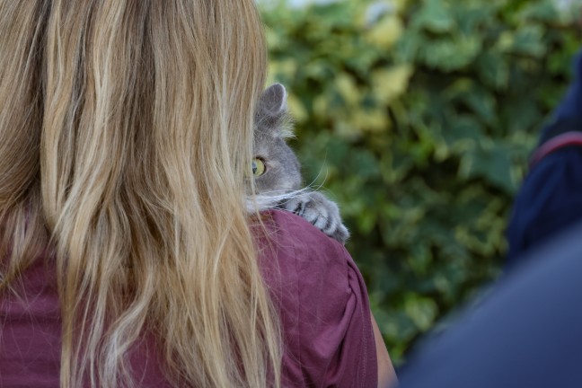 Katze durch Feuerwehr und Polizei von Balkon einer Wohnanlage in Wels-Neustadt gerettet