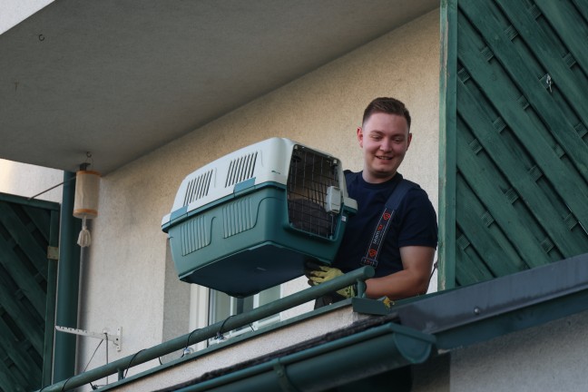 Katze durch Feuerwehr und Polizei von Balkon einer Wohnanlage in Wels-Neustadt gerettet