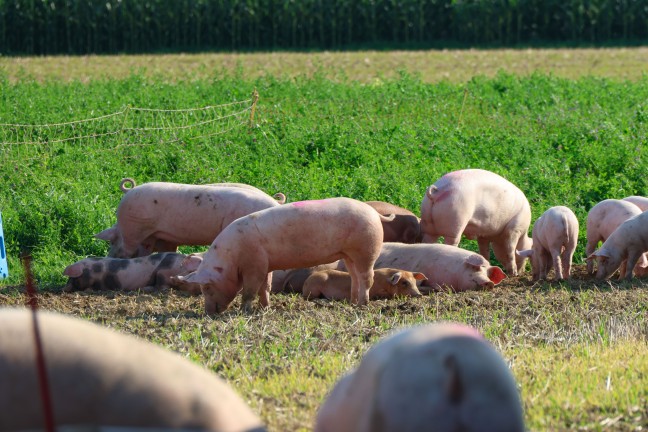 Schweine groteils gerettet: Tiertransportanhnger auf Strae in Sipbachzell umgestrzt