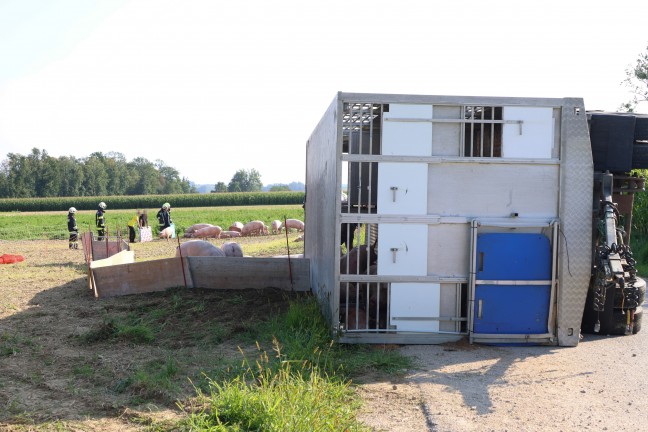 Schweine groteils gerettet: Tiertransportanhnger auf Strae in Sipbachzell umgestrzt