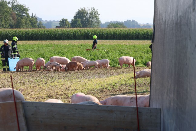 Schweine groteils gerettet: Tiertransportanhnger auf Strae in Sipbachzell umgestrzt