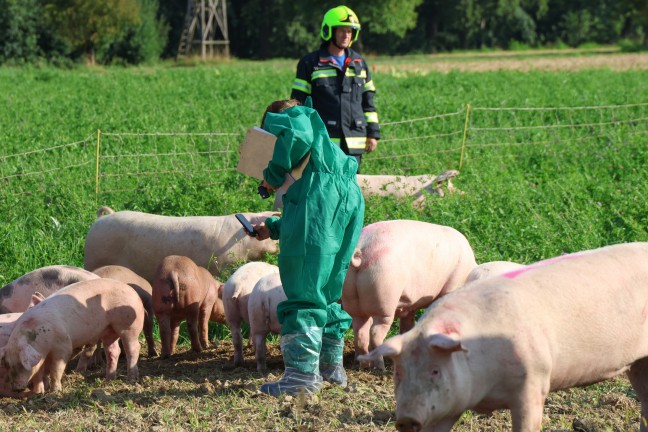 Schweine groteils gerettet: Tiertransportanhnger auf Strae in Sipbachzell umgestrzt