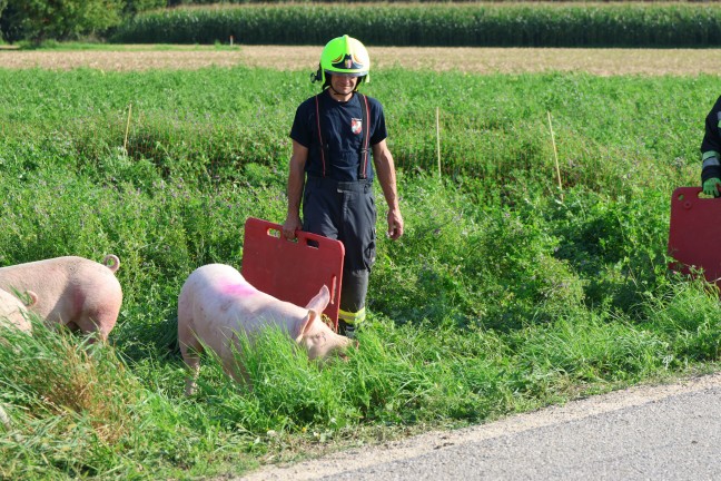 Schweine groteils gerettet: Tiertransportanhnger auf Strae in Sipbachzell umgestrzt