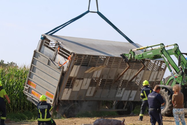 Schweine groteils gerettet: Tiertransportanhnger auf Strae in Sipbachzell umgestrzt