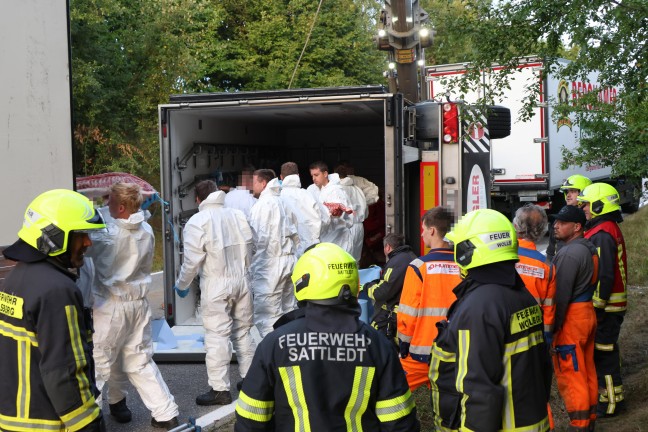 Steinerkirchen an der Traun: Mit Fleisch beladener LKW-Anhnger in Kurvenbereich umgestrzt