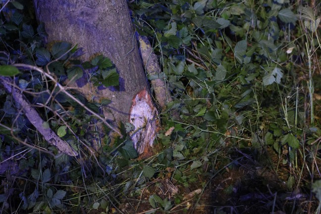 Reh ausgewichen: Auto nach Crash gegen Baum in Marchtrenk in Seitenlage zum Stillstand gekommen
